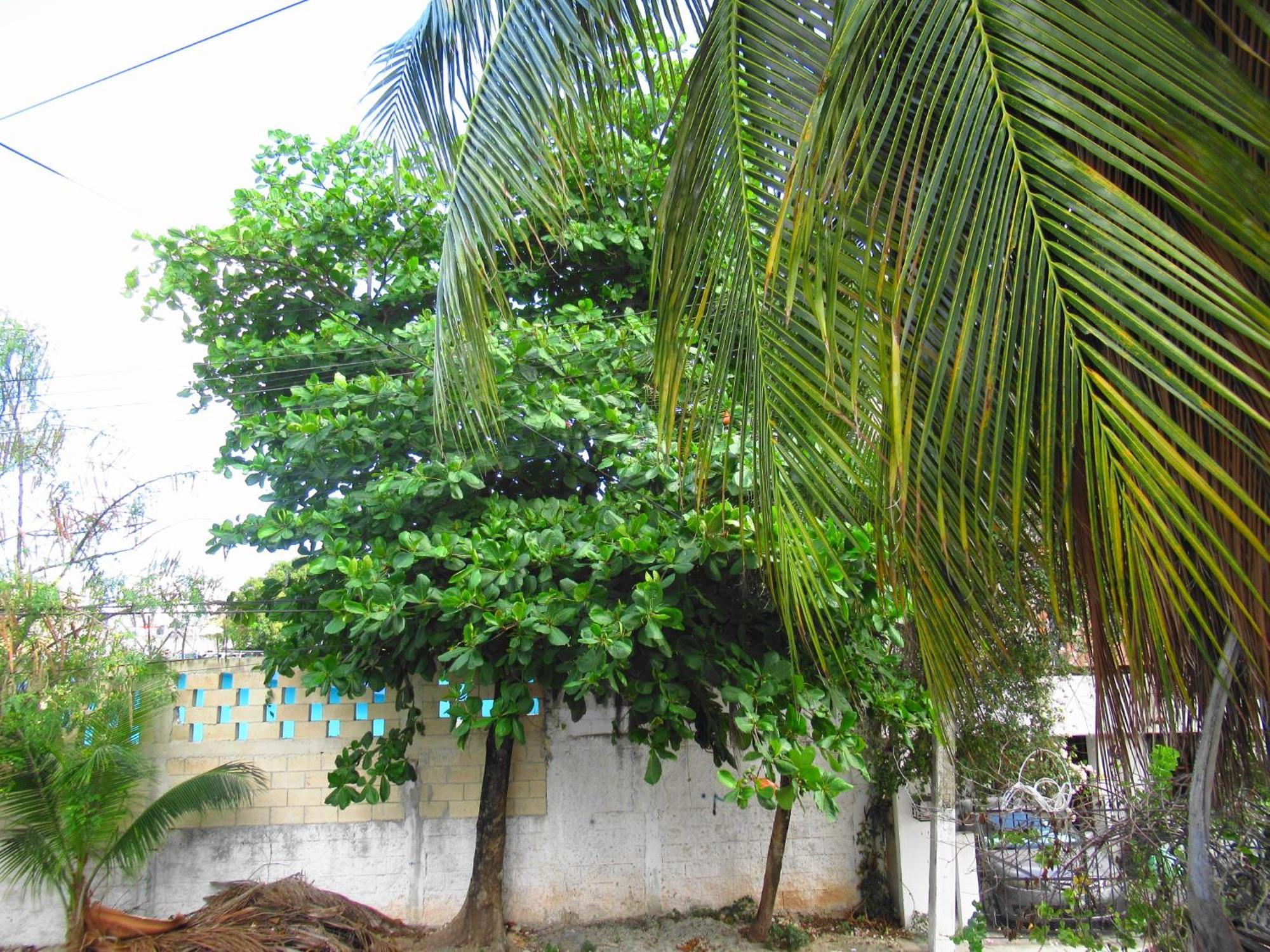 Cocos Apartment Cancun Exterior photo